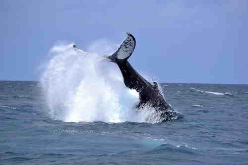 baleia orca.JPG
